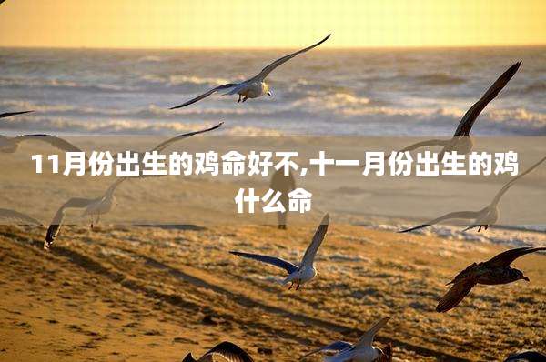 11月份出生的鸡命好不,十一月份出生的鸡什么命