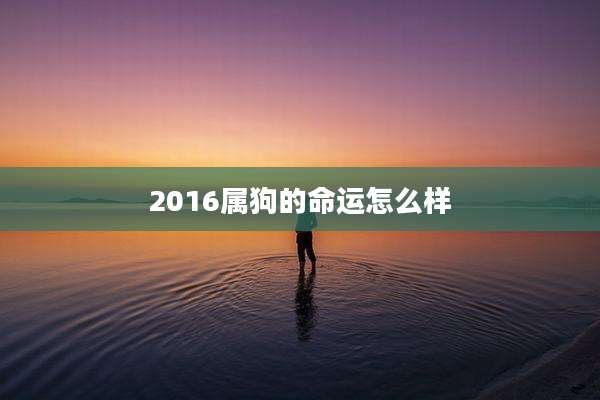 2016属狗的命运怎么样