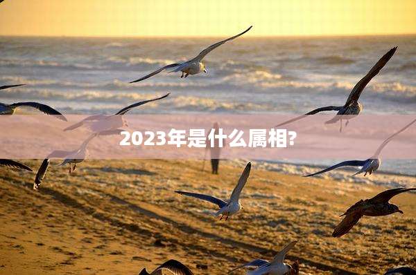 2023年是什么属相?