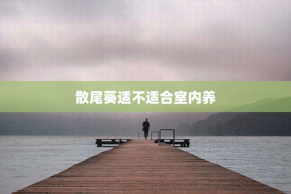 散尾葵适不适合室内养