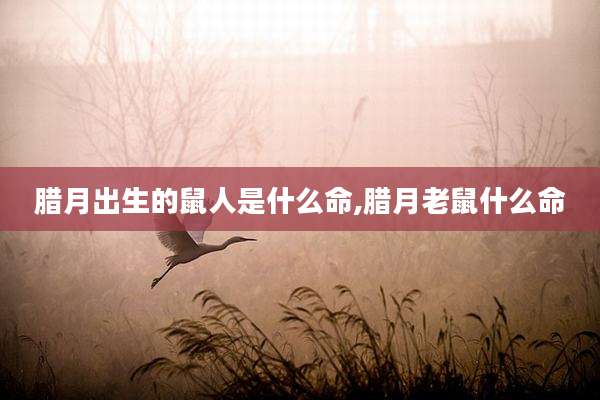 腊月出生的鼠人是什么命,腊月老鼠什么命