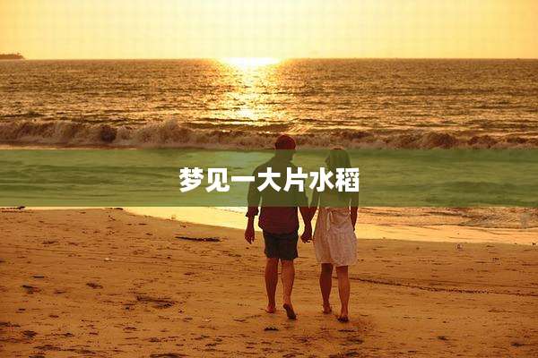 梦见一大片水稻