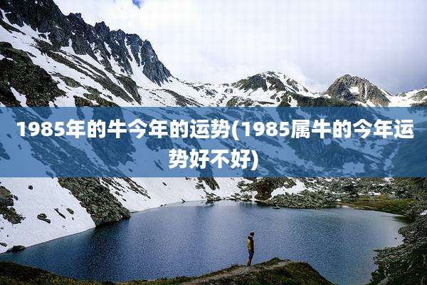 1985年的牛今年的运势(1985属牛的今年运势好不好)