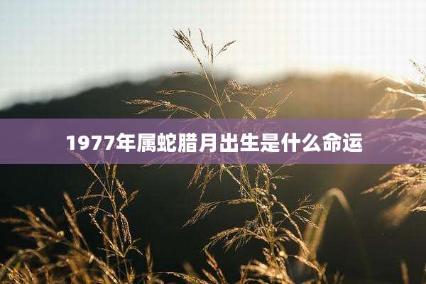 1977年属蛇腊月出生是什么命运