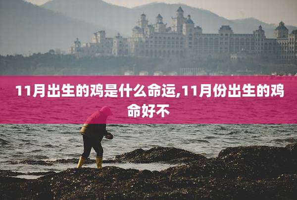 11月出生的鸡是什么命运,11月份出生的鸡命好不