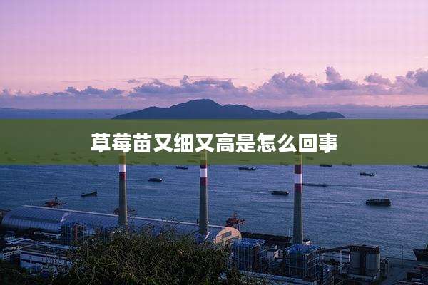 草莓苗又细又高是怎么回事