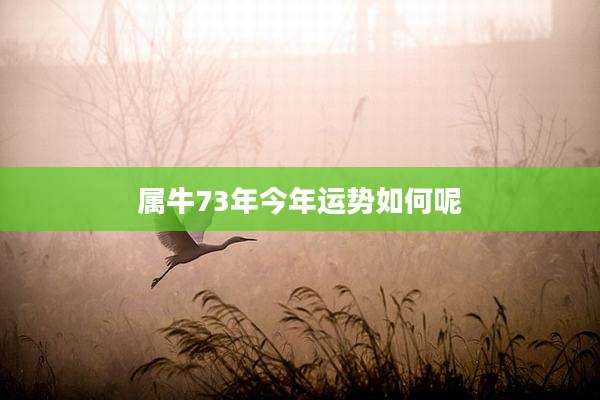属牛73年今年运势如何呢