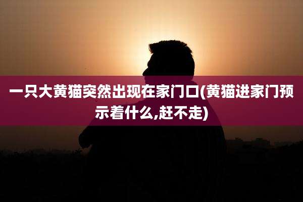 一只大黄猫突然出现在家门口(黄猫进家门预示着什么,赶不走)