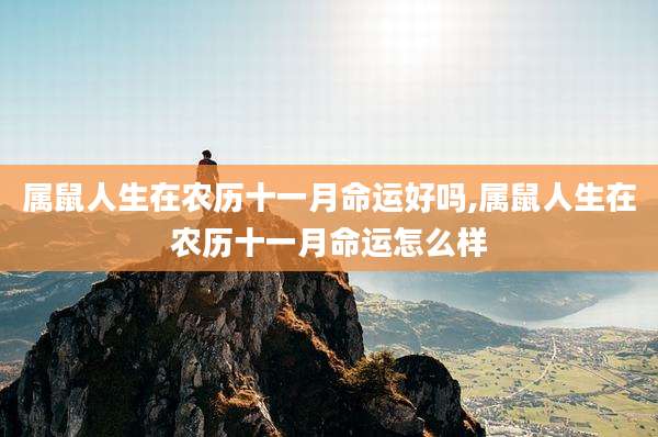 属鼠人生在农历十一月命运好吗,属鼠人生在农历十一月命运怎么样