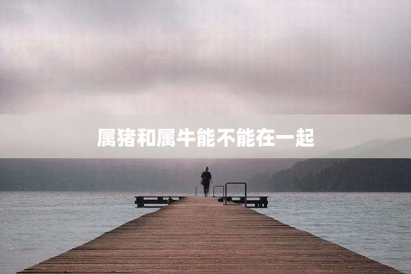 属猪和属牛能不能在一起