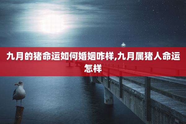 九月的猪命运如何婚姻咋样,九月属猪人命运怎样