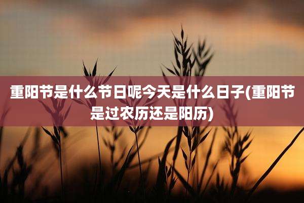 重阳节是什么节日呢今天是什么日子(重阳节是过农历还是阳历)