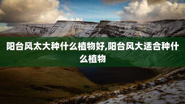 阳台风太大种什么植物好,阳台风大适合种什么植物