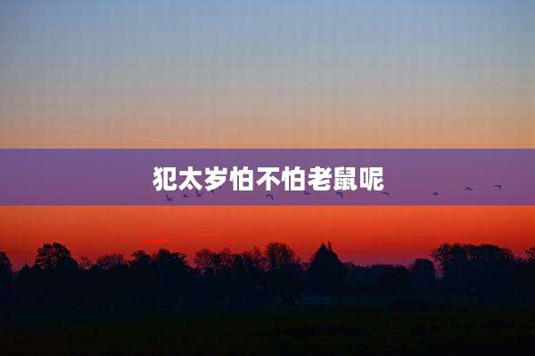 犯太岁怕不怕老鼠呢