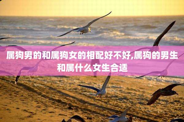 属狗男的和属狗女的相配好不好,属狗的男生和属什么女生合适