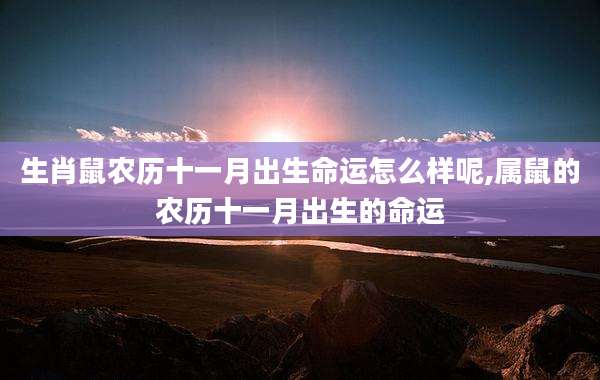 生肖鼠农历十一月出生命运怎么样呢,属鼠的农历十一月出生的命运