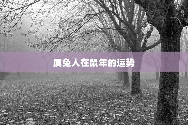 属兔人在鼠年的运势