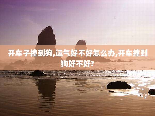 开车子撞到狗,运气好不好怎么办,开车撞到狗好不好?