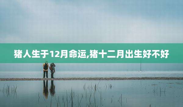 猪人生于12月命运,猪十二月出生好不好