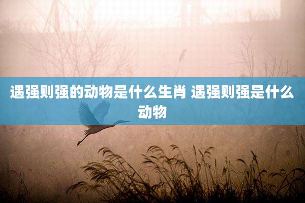 遇强则强的动物是什么生肖 遇强则强是什么动物
