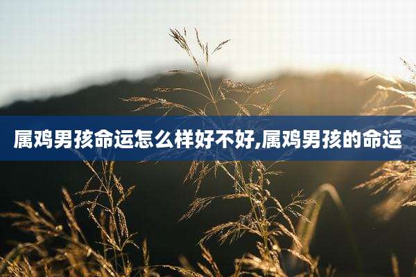 属鸡男孩命运怎么样好不好,属鸡男孩的命运