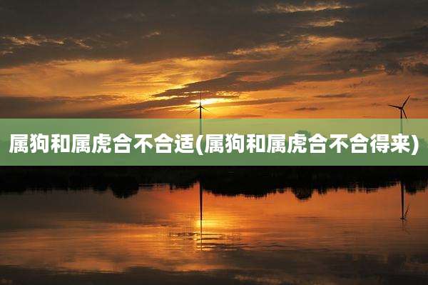 属狗和属虎合不合适(属狗和属虎合不合得来)