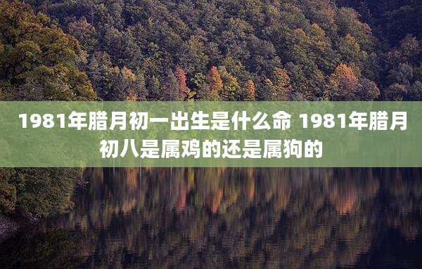 1981年腊月初一出生是什么命 1981年腊月初八是属鸡的还是属狗的