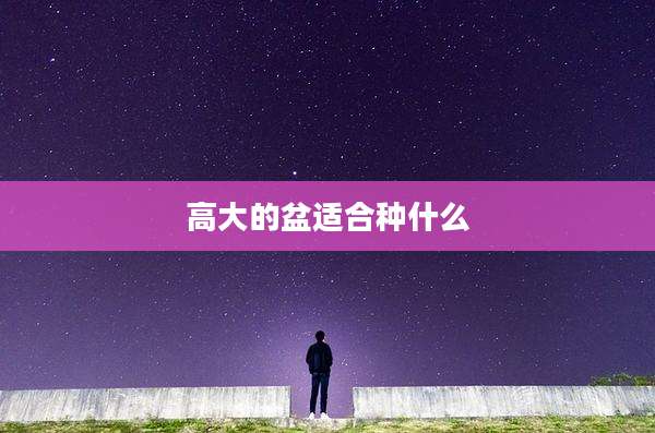 高大的盆适合种什么