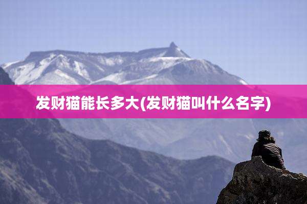 发财猫能长多大(发财猫叫什么名字)
