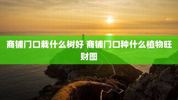 商铺门口栽什么树好 商铺门口种什么植物旺财图