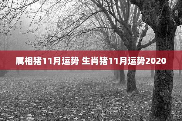 属相猪11月运势 生肖猪11月运势2020