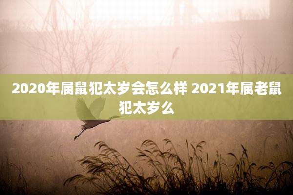 2020年属鼠犯太岁会怎么样 2021年属老鼠犯太岁么