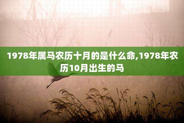 1978年属马农历十月的是什么命,1978年农历10月出生的马