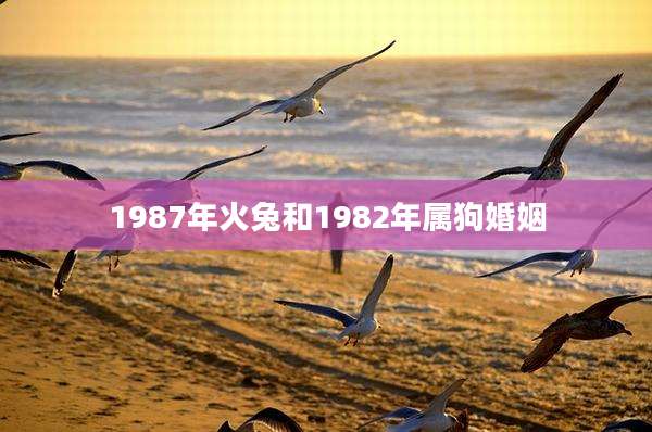 1987年火兔和1982年属狗婚姻