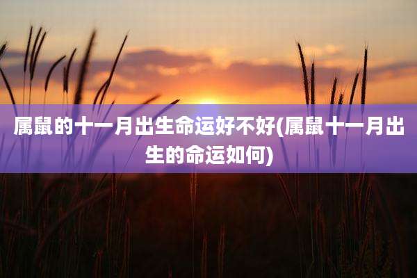 属鼠的十一月出生命运好不好(属鼠十一月出生的命运如何)