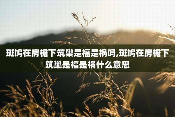 斑鸠在房檐下筑巢是福是祸吗,斑鸠在房檐下筑巢是福是祸什么意思
