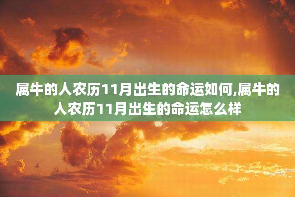 属牛的人农历11月出生的命运如何,属牛的人农历11月出生的命运怎么样