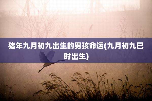 猪年九月初九出生的男孩命运(九月初九巳时出生)
