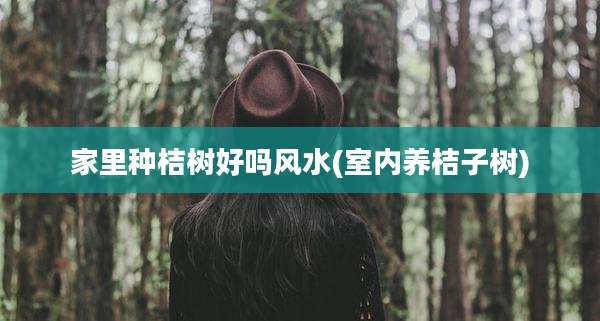 家里种桔树好吗风水(室内养桔子树)
