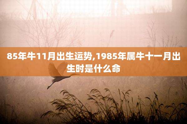 85年牛11月出生运势,1985年属牛十一月出生时是什么命