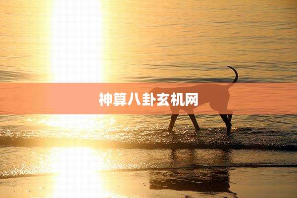 神算八卦玄机网