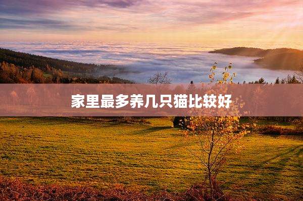 家里最多养几只猫比较好