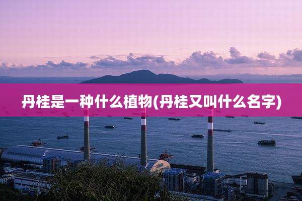 丹桂是一种什么植物(丹桂又叫什么名字)