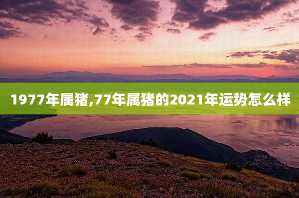 1977年属猪,77年属猪的2021年运势怎么样