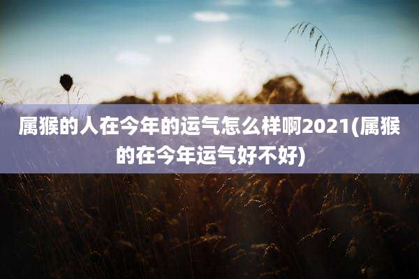 属猴的人在今年的运气怎么样啊2021(属猴的在今年运气好不好)