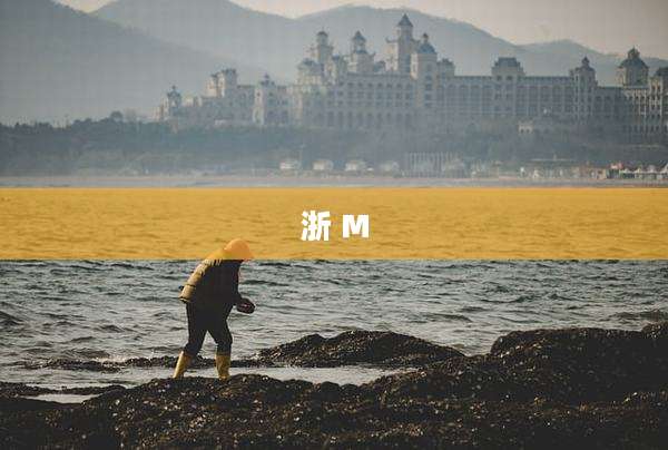 浙 M