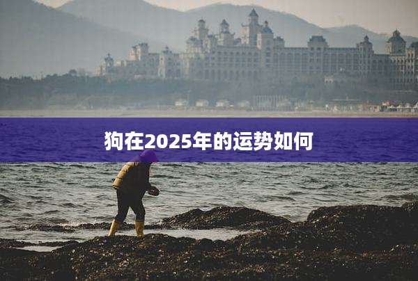 狗在2025年的运势如何