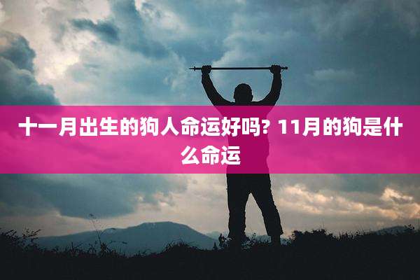十一月出生的狗人命运好吗? 11月的狗是什么命运
