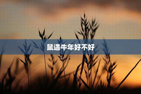 鼠遇牛年好不好