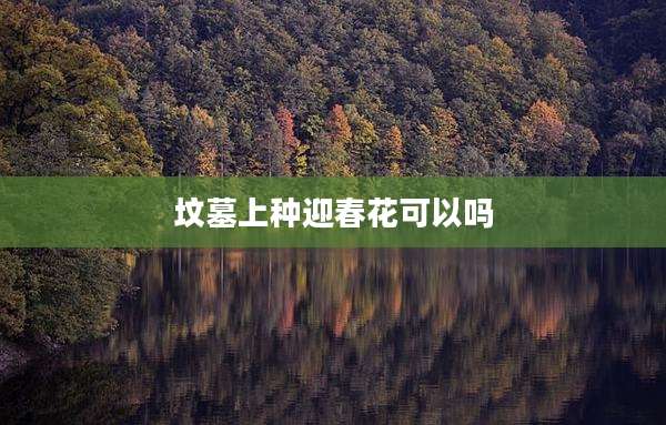 坟墓上种迎春花可以吗